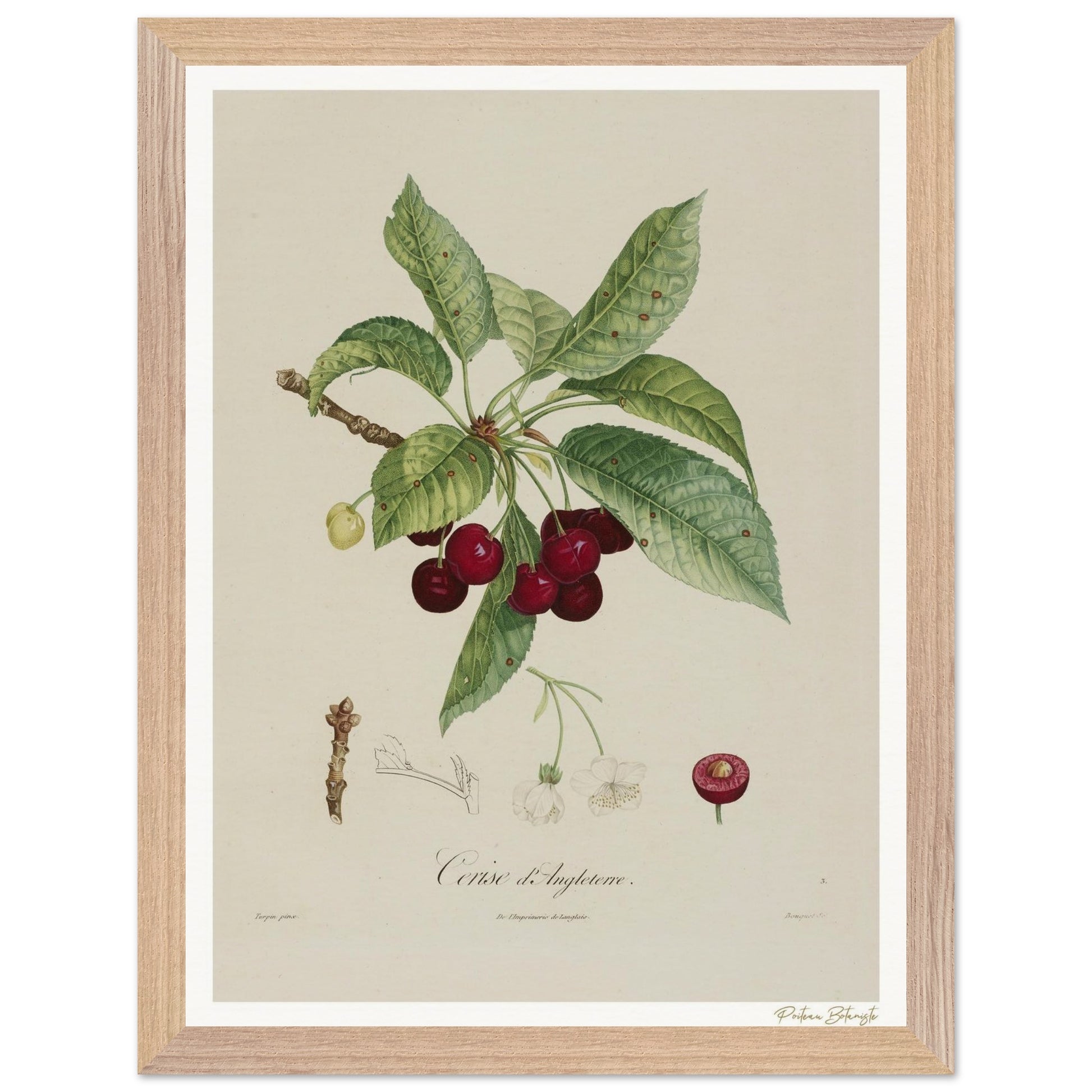 Affiche Botanique Cerise d'Angleterre - 30x40cm, cadre bois premium