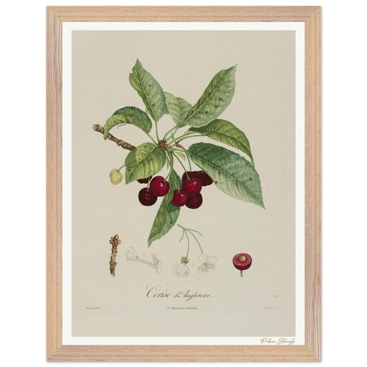 Affiche Botanique Cerise d'Angleterre - 30x40cm, cadre bois premium