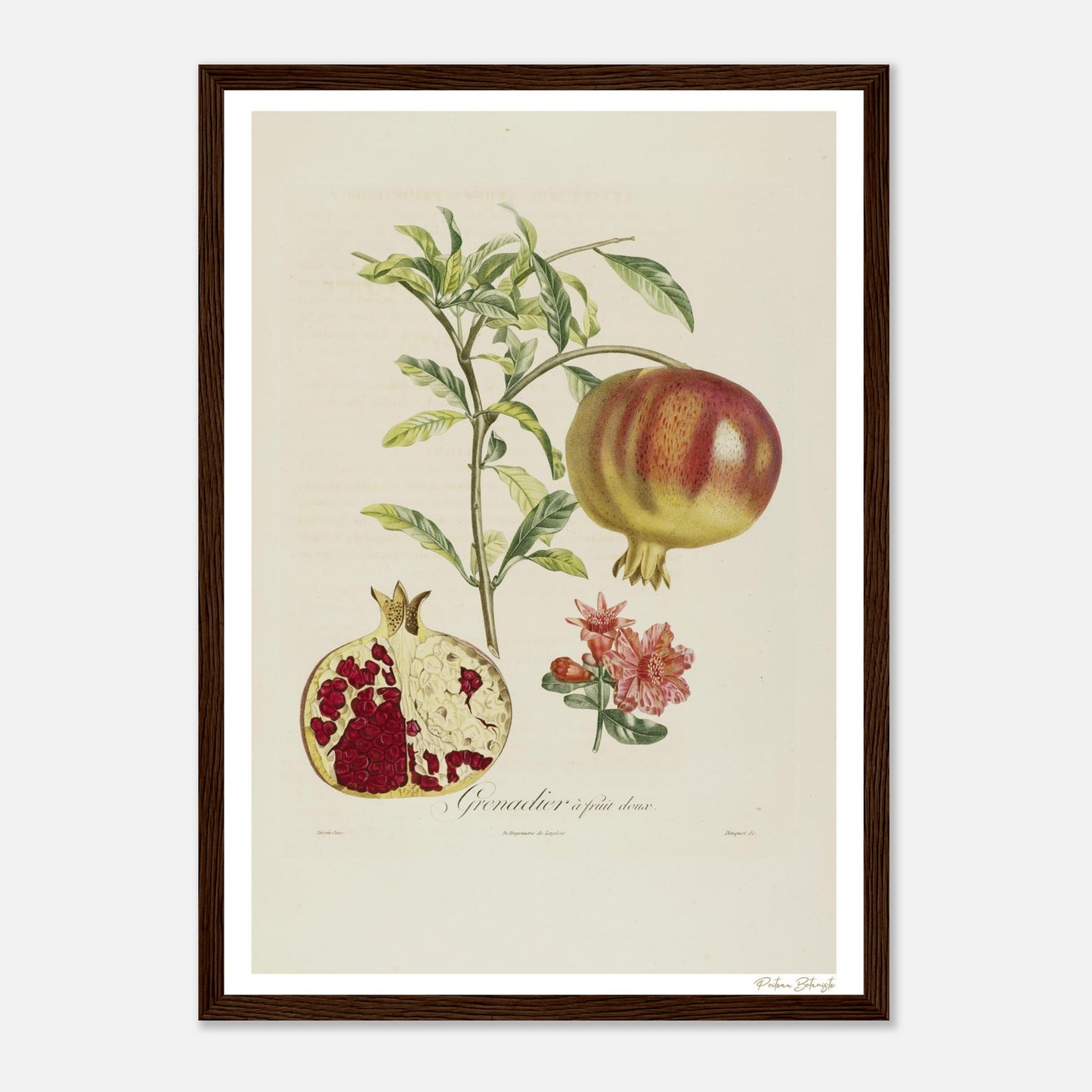 Affiche Botanique Grenadier à fruits doux - format A3, cadre bois