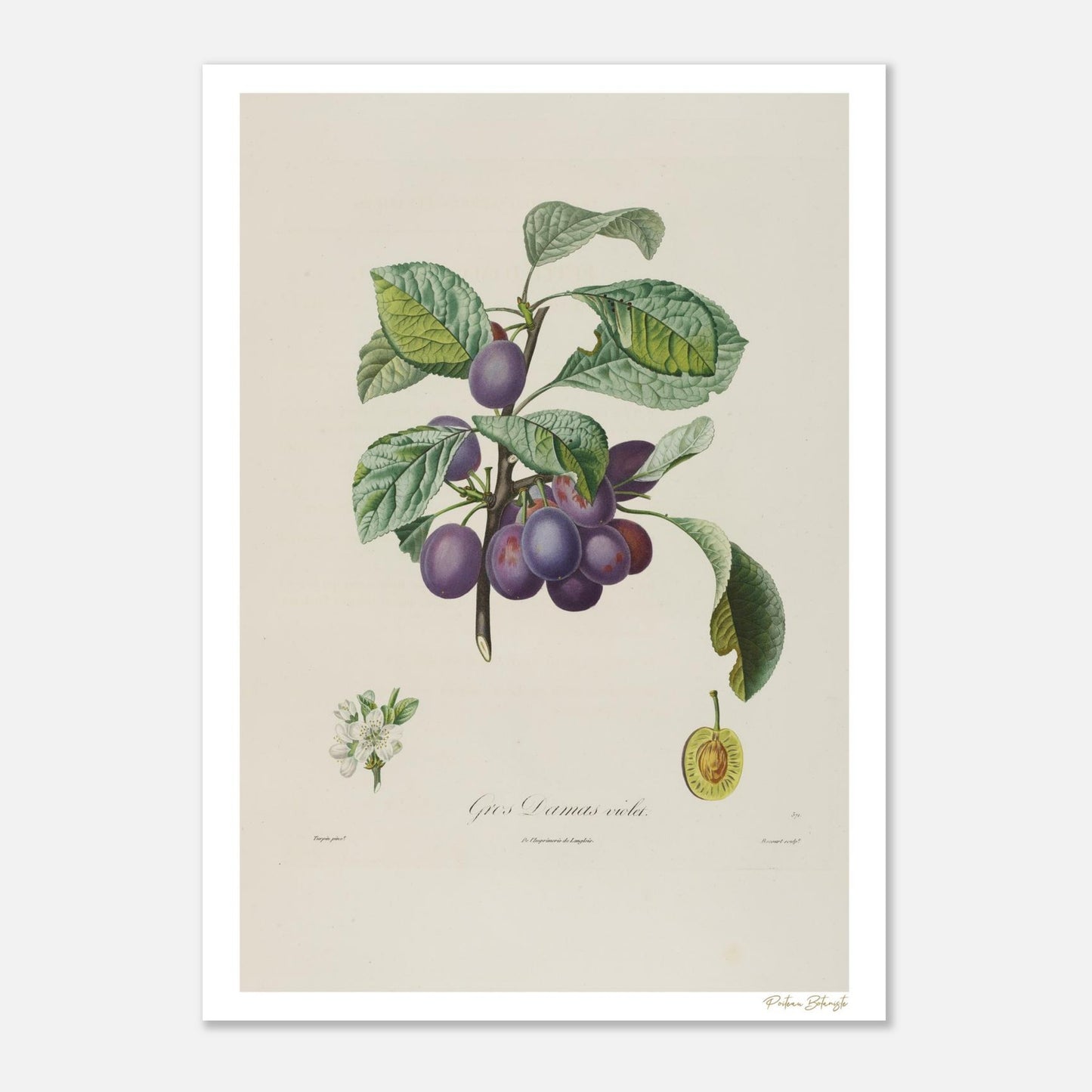 Planche botanique Fine Art 50×70 cm : Prune Gros-Damas violet. Illustration tirée du Traité des Arbres Fruitiers de Poiteau et Turpin (1807).