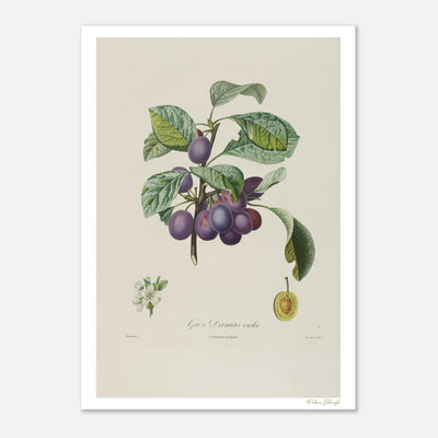 Affiche Botanique Prune Gros Damas violet - 50x70cm