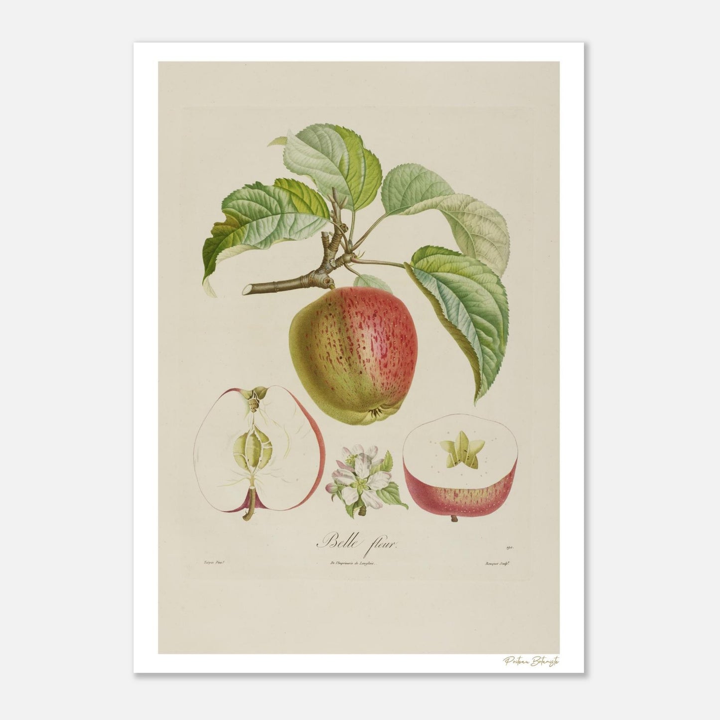 Planche botanique Pomme Belle-Fleur, Malus huntigiana. Impression Fine Art 50×70 cm, art botanique XIXe siècle. 