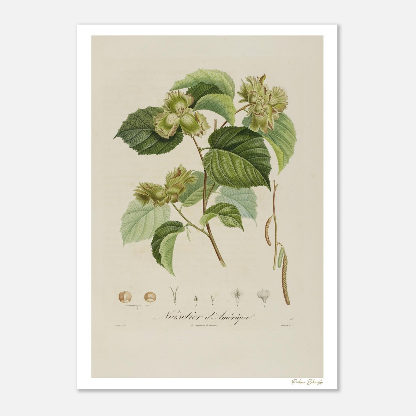 Planche botanique du Noisetier d'Amérique, illustration Fine Art 50×70 cm. Reproduction giclée d'une gravure de Poiteau, 1807.
