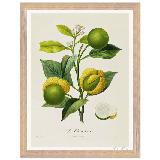 Affiche Botanique Orange - 30x40cm, cadre bois premium