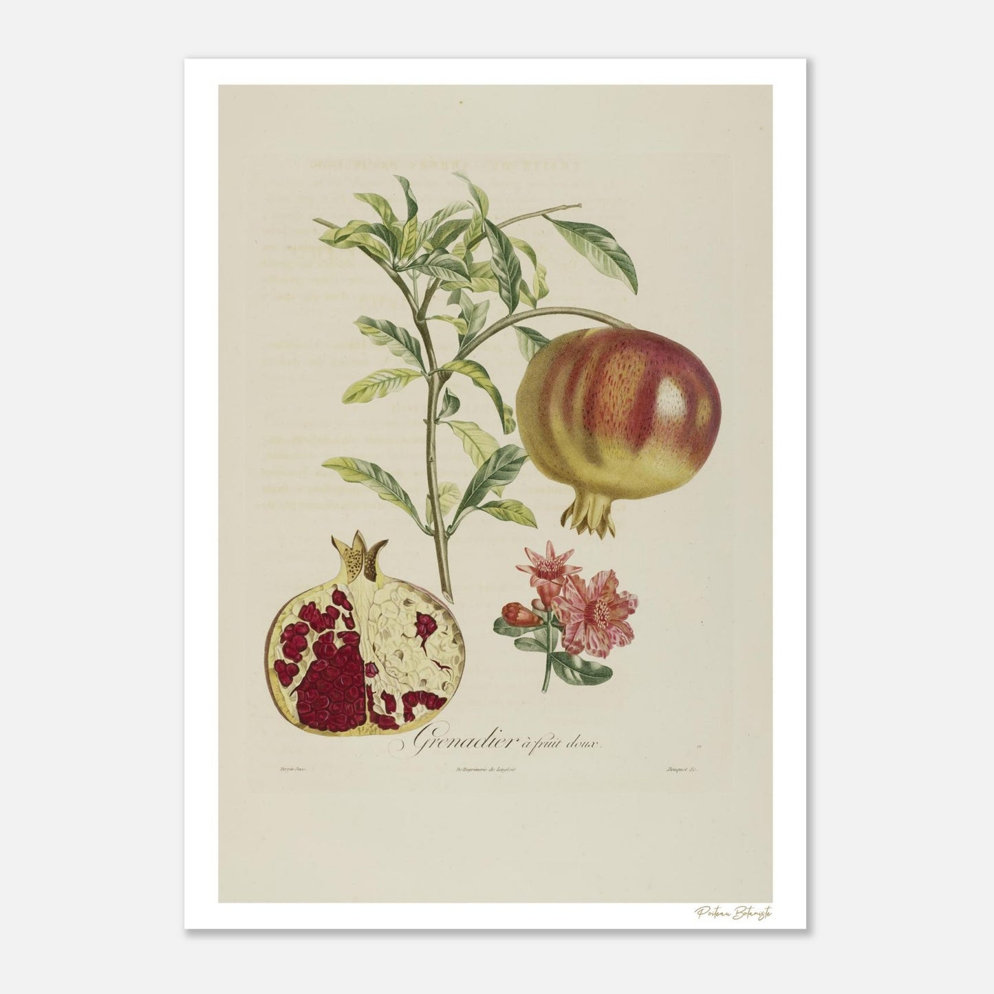 Planche botanique du Grenadier à fruit doux (Punica granatum). Impression Fine Art 50×70 cm. Illustration naturaliste XIXe siècle par Poiteau et Turpin.
