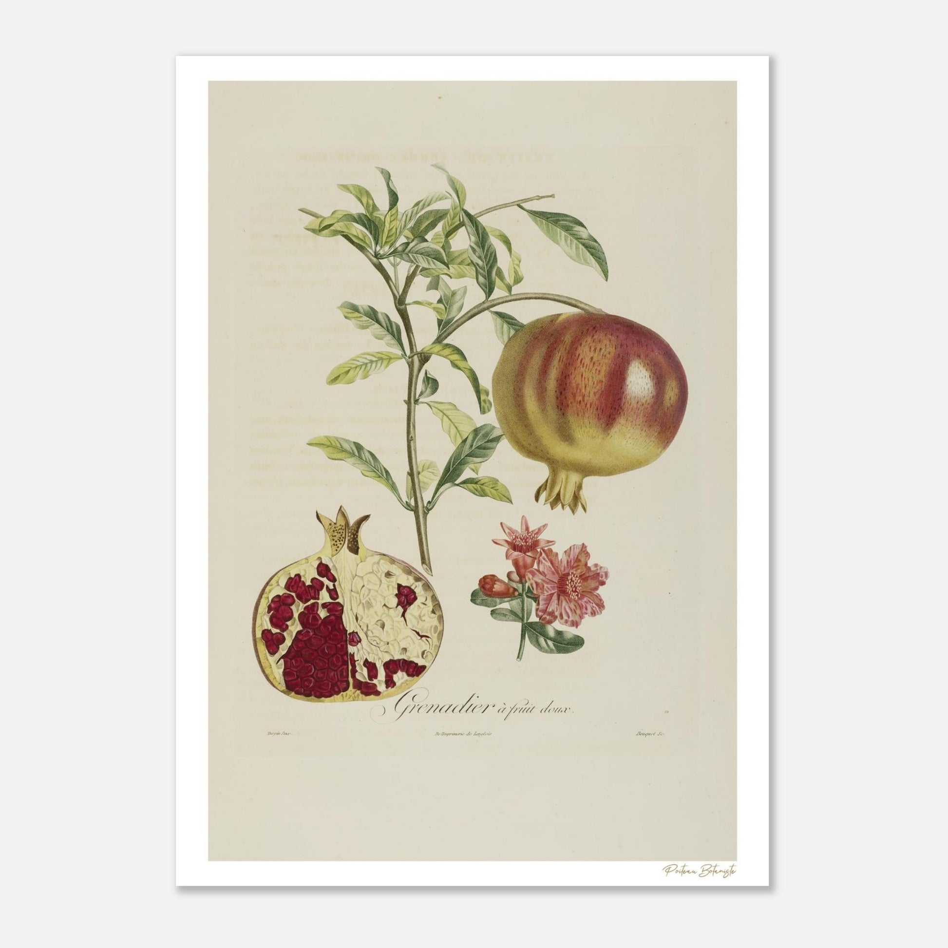 Planche botanique du Grenadier à fruit doux (Punica granatum). Impression Fine Art 50×70 cm. Illustration naturaliste XIXe siècle par Poiteau et Turpin.