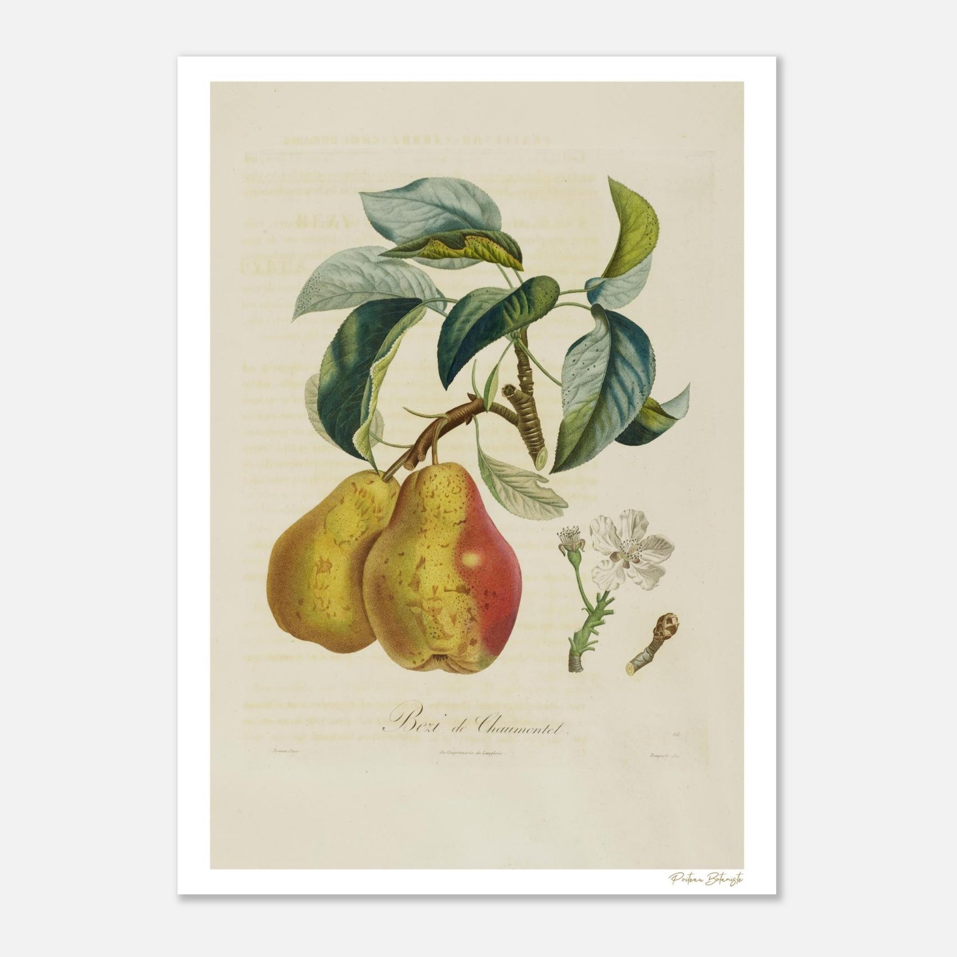 Planche botanique Poire Beurré de Chaumontel, Poiteau 1807. Impression Fine Art giclée 12 couleurs, 50×70 cm. Art botanique d'exception.