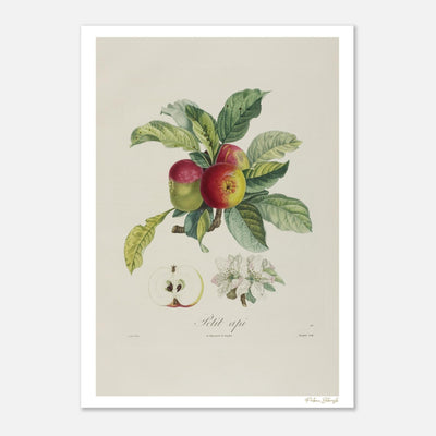 Affiche Botanique Pomme Petit Api - 50x70cm