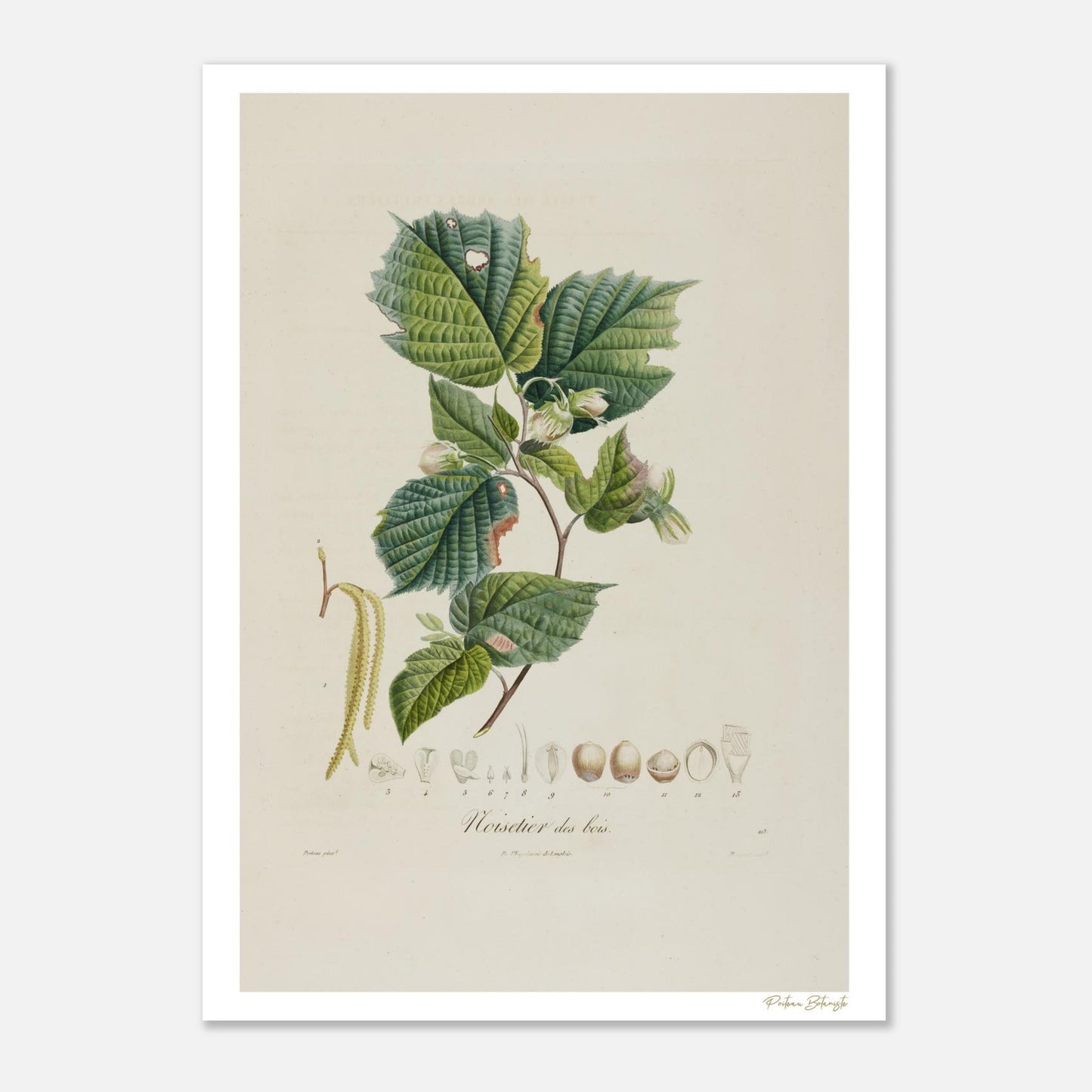 Planche botanique Noisetier des Bois (Corylus silvestris). Affiche Fine Art 50×70 cm, impression giclée 12 couleurs. Art botanique XIXe siècle.