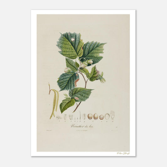 Planche botanique Noisetier des Bois (Corylus silvestris). Affiche Fine Art 50×70 cm, impression giclée 12 couleurs. Art botanique XIXe siècle.
