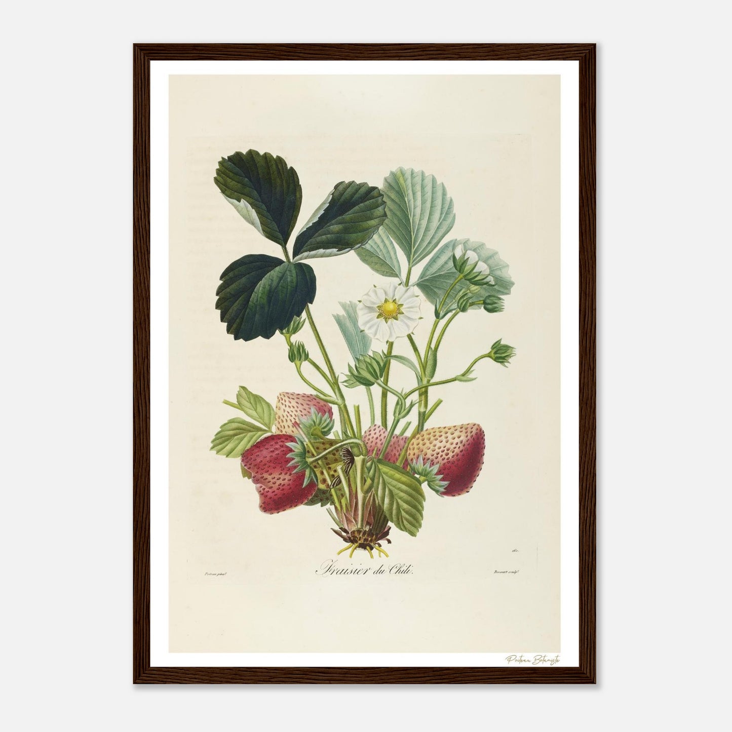 Affiche Botanique Fraisier du Chili - format A3, cadre bois