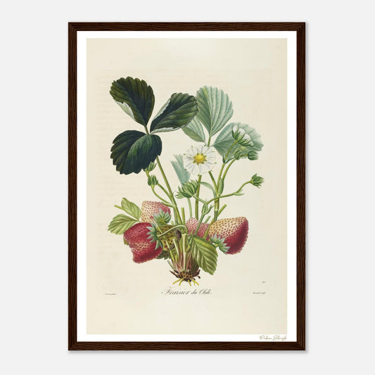 Affiche Botanique Fraisier du Chili - format A3, cadre bois