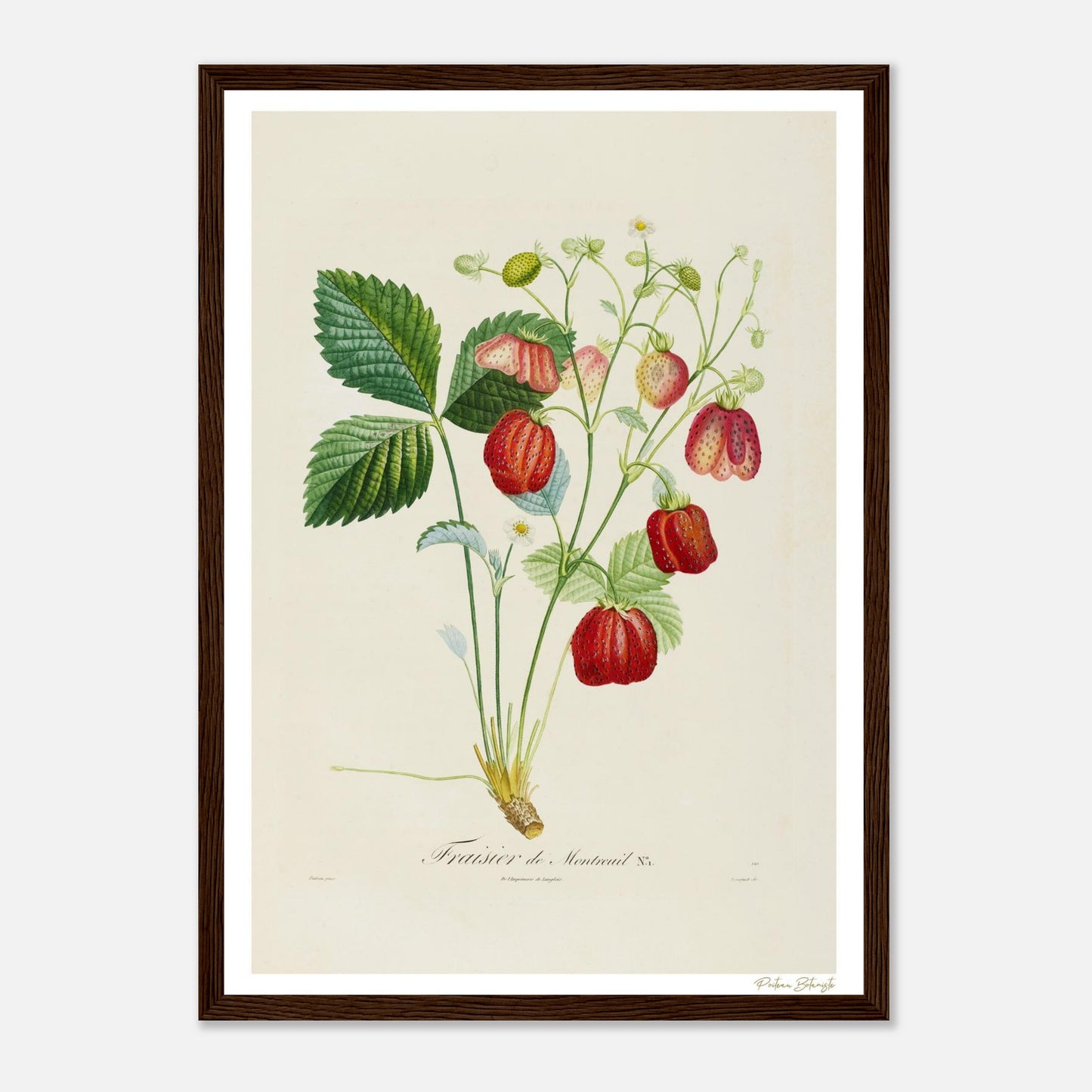 Affiche Botanique Fraisier de Montreuil - format A3, cadre bois
