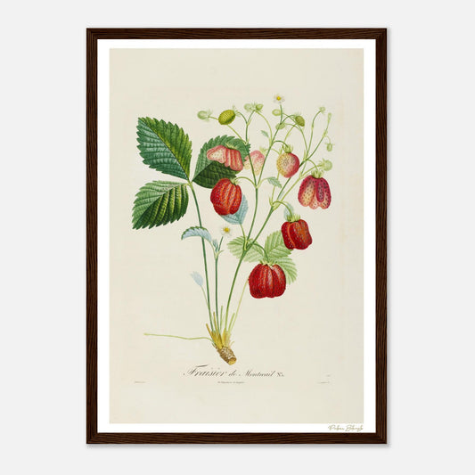 Affiche Botanique Fraisier de Montreuil - format A3, cadre bois